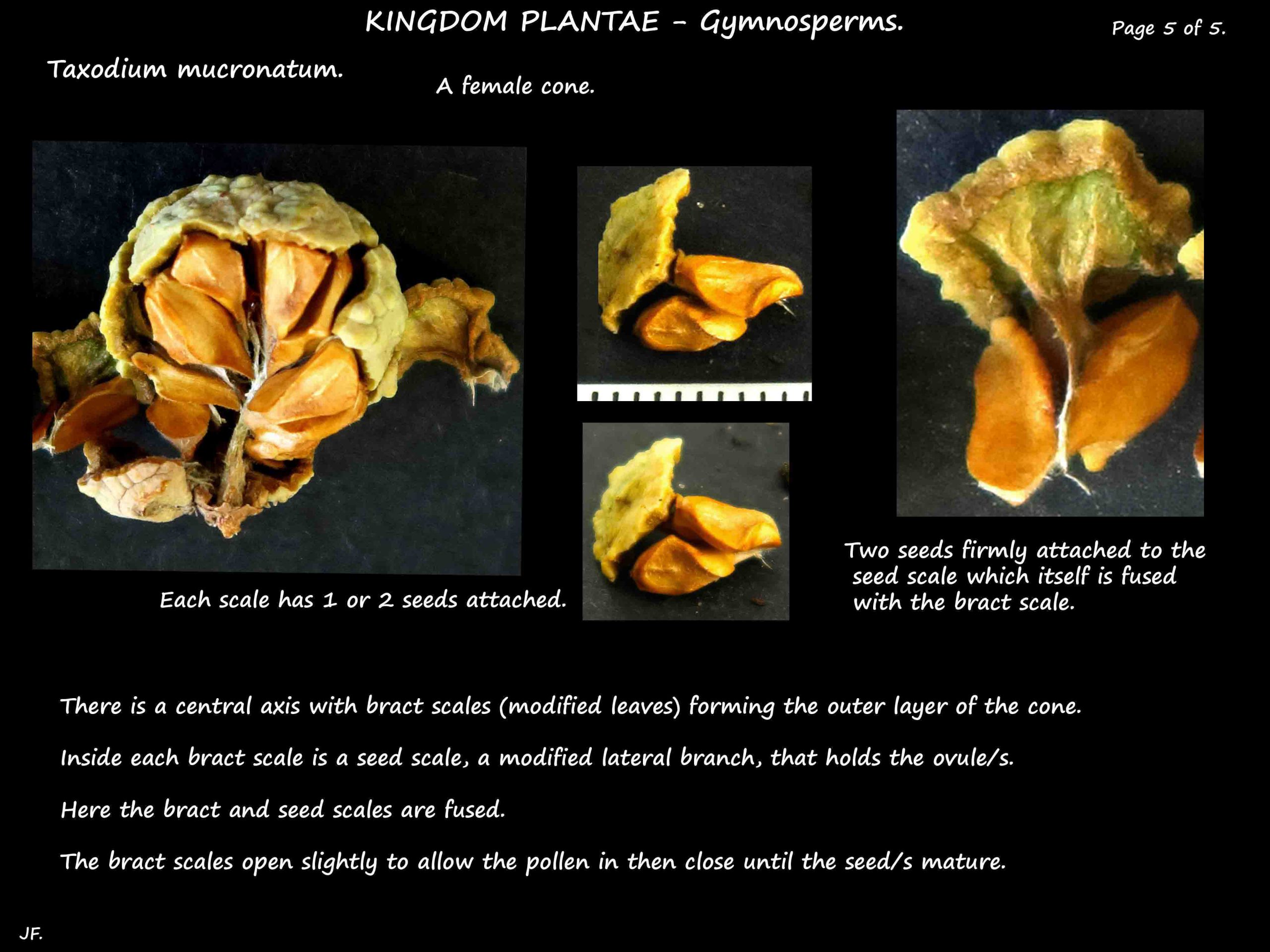 5 Scales of a female Taxodium mucronatum cone